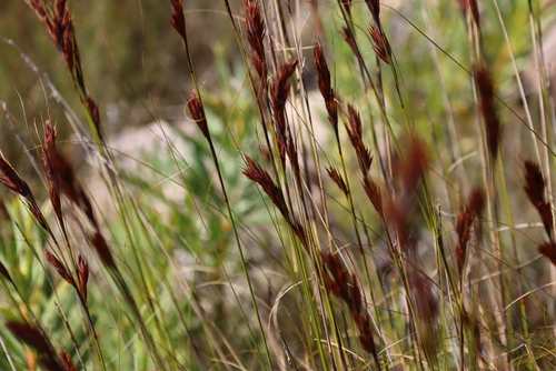 Image of Tetraria ustulata by (c) Tony Rebelo, some rights reserved (CC BY-SA)
