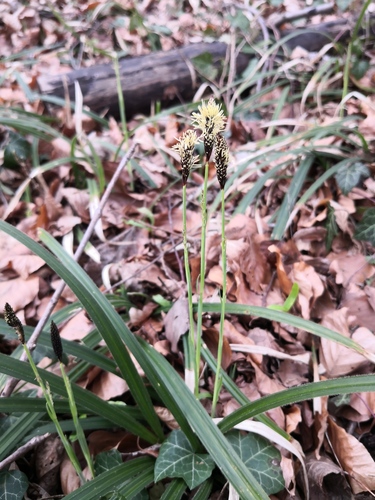 Carex pilosa iNat (1)