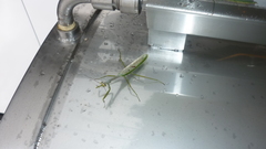 Stagmatoptera supplicaria