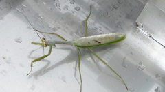 Stagmatoptera supplicaria