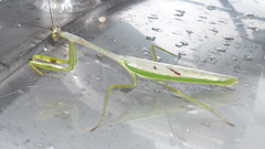 Stagmatoptera supplicaria