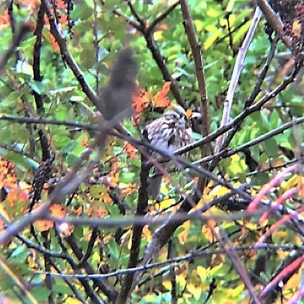 Song Sparrow photographed in Arkansas