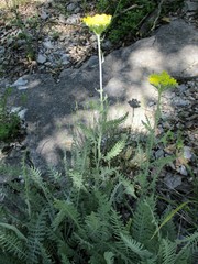 Achillea clypeolata