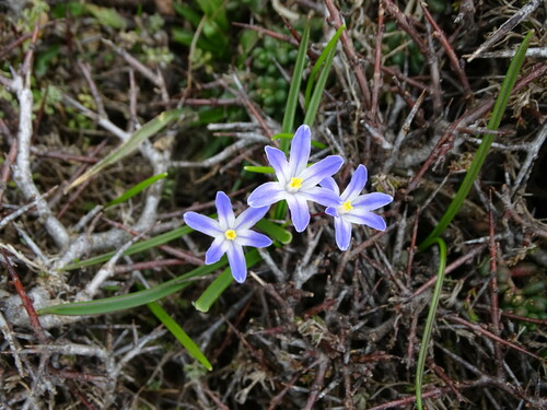 Scilla nana