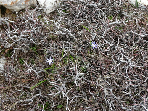 Scilla nana