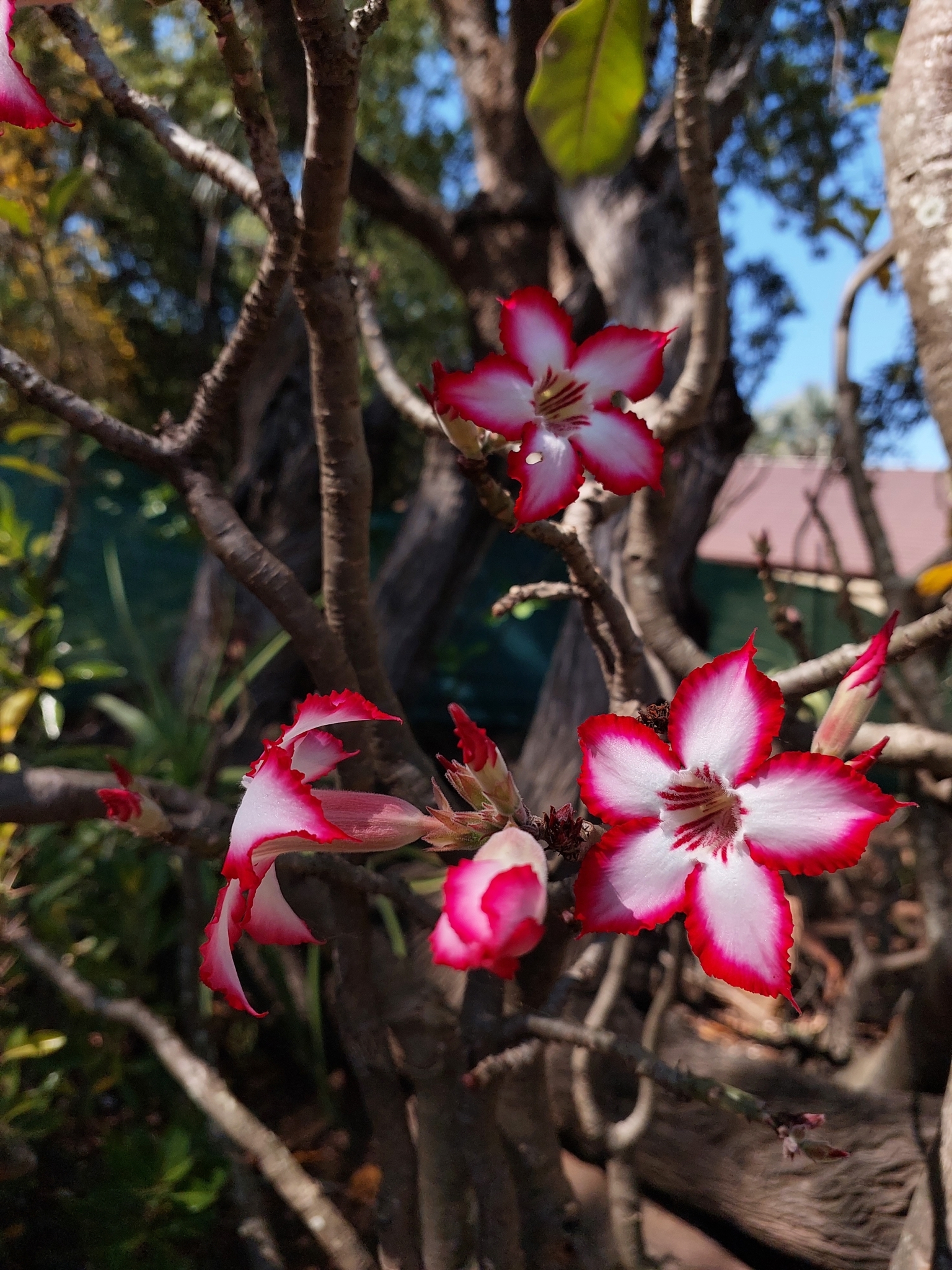 Imagem de Rosa-do-deserto