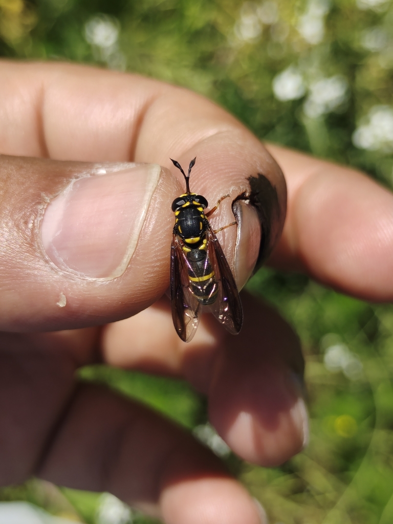 Ceriana dimidiatipennis