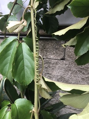 Tetrastigma voinierianum