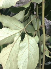 Tetrastigma voinierianum