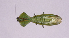 Choeradodis rhomboidea