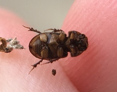 Labarrus cincticulus