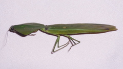 Choeradodis rhomboidea