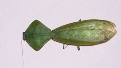 Choeradodis rhomboidea