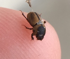 Labarrus cincticulus