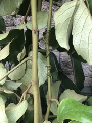 Tetrastigma voinierianum