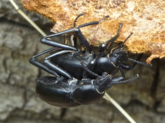 Coelocnemis