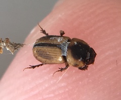 Labarrus cincticulus