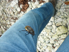 Dynastes ecuatorianus