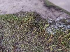 Thuidium peruvianum