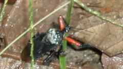 Apiomerus apicalis