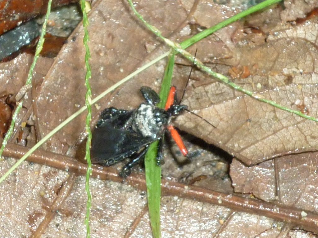 Apiomerus apicalis