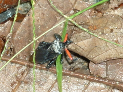 Apiomerus apicalis