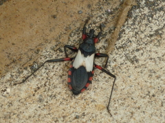 Microtomus cinctipes