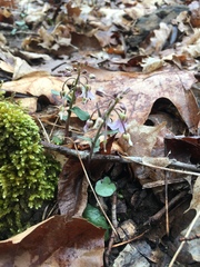 Cardamine douglassii