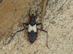 Microtomus cinctipes