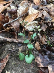 Cardamine douglassii