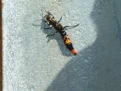 Taenodema
