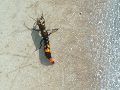 Taenodema