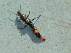 Taenodema