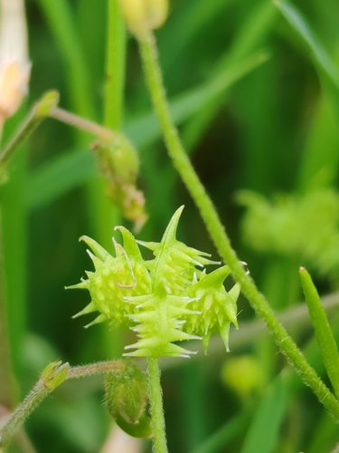 Image of Ranunculus arvensis by (c) Ljaž, some rights reserved (CC BY)
