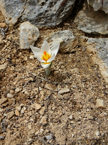 Crocus sieberi, photograph 5