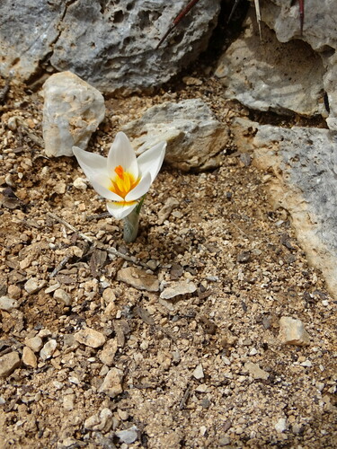 Crocus sieberi, photograph 3