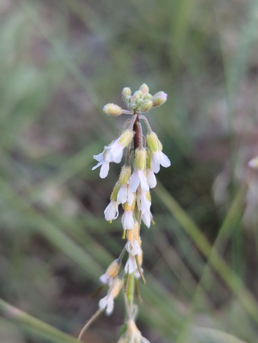 Boechera retrofracta (Graham) A.Löve & D.Löve