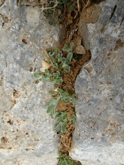 Sideritis syriaca, photograph (c) Grzegorz Grzejszczak, some rights reserved (CC BY-SA)