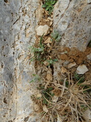 Sideritis syriaca, photograph (c) Grzegorz Grzejszczak, some rights reserved (CC BY-SA)