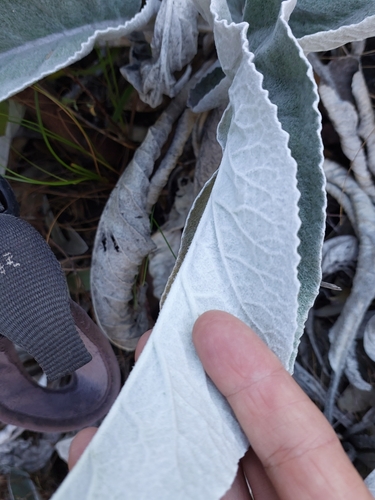 Image of Hermas gigantea by (c) linkie, some rights reserved (CC BY)
