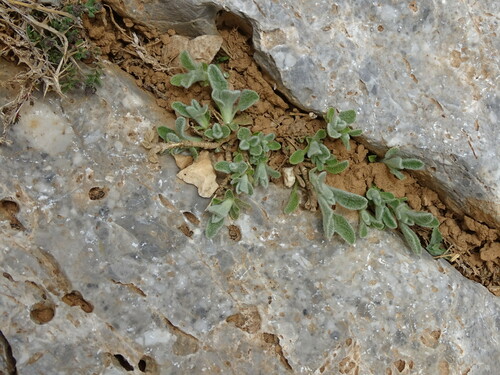 Ironwort (Sideritis syriaca)