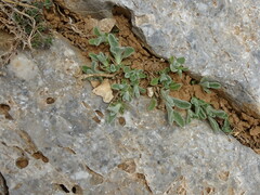 Sideritis syriaca, photograph (c) Grzegorz Grzejszczak, some rights reserved (CC BY-SA)