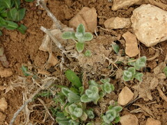Sideritis syriaca, photograph (c) Grzegorz Grzejszczak, some rights reserved (CC BY-SA)