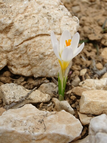 Crocus sieberi, photograph 2