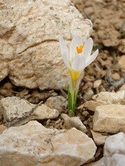 Crocus sieberi, photograph (c) Grzegorz Grzejszczak, some rights reserved (CC BY-SA)