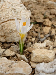 Crocus sieberi