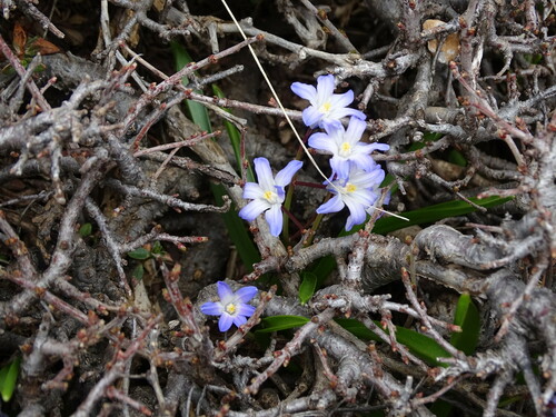 Scilla nana