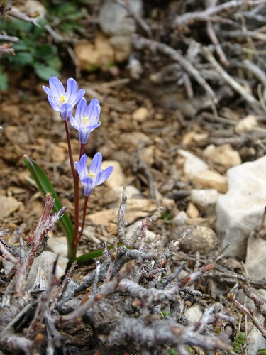 Scilla nana