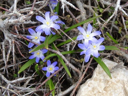 Scilla nana