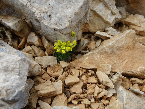 Draba cretica, photograph 3